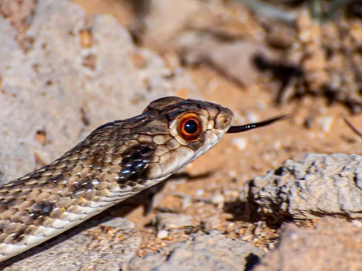 Photos: 'False Cobra' spotted in Saudi Arabia