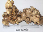 New Ginger variety SAS-KEVÜ developed at Nagaland University