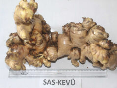New Ginger variety SAS-KEVÜ developed at Nagaland University